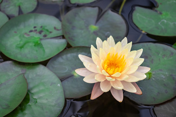 White lotus flowers in the pond