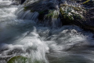 Naklejka premium スイス、ジュネーブの森