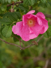 春の花｝ピンク