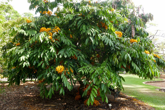 Yellow Saraca