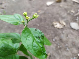 plant in soil