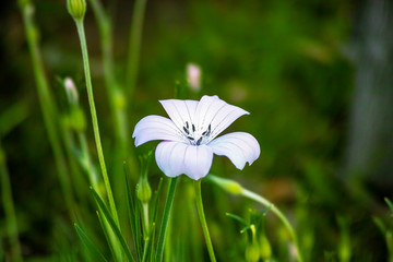 春の花_白