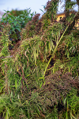 Hemp plant branches in autumn.