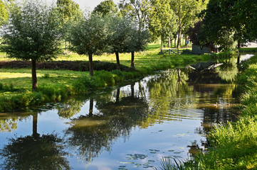Fototapeta na wymiar Small Line of Trees Reflected in Canal along Pasture near Edam Netherlands