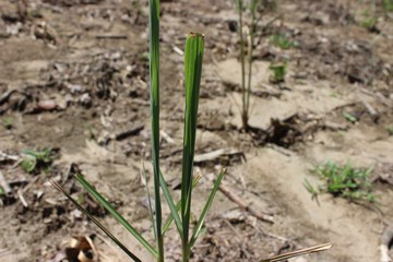 Crecimiento de una planta de lemongrass en la sequía