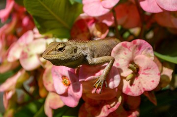 chameleon on green tree