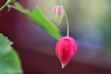 callianthe megapotamica 청사초롱