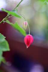 칼이안테메가포타미카 청사초롱