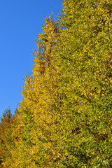 Fototapeta premium 青空を背景にして、黄葉したイチョウの樹の並木の梢をローアングルで撮影した写真