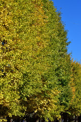 青空を背景にして、黄葉したイチョウの樹の並木をローアングルで撮影した写真