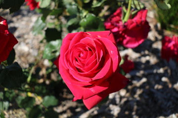 Red Rose in Full Bloom