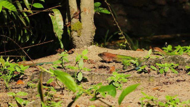 Ameiva green lizzards walking moving around each other and head bobbing