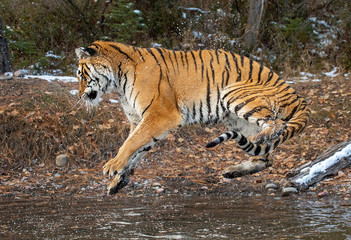 Siberian tiger in Water