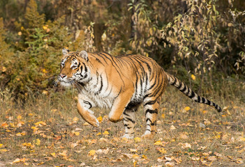 Siberian tiger