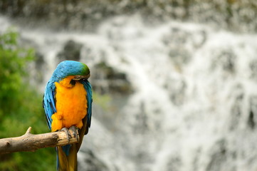 Blue and Yellow Macaw