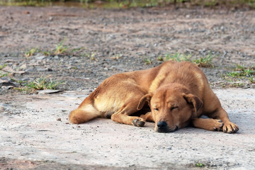 Dog sleeping on the ground