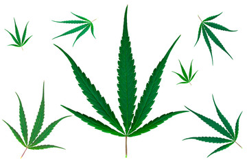 Freedom nature of Cannabis leaf on isolated white background. Marijuana leaf of the theme of legalization and medical hemp in the world. 