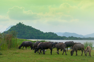 The buffalo is eating green grass in the field