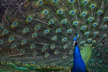 Obraz premium Peacock Feathers