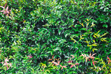 Fototapeta premium Green leaf background has young leaves yellow and red in park.