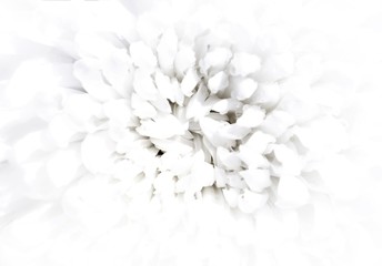 Soft focus close-up of Chrysanthemum flower. For the background abstract style monochrome tones.