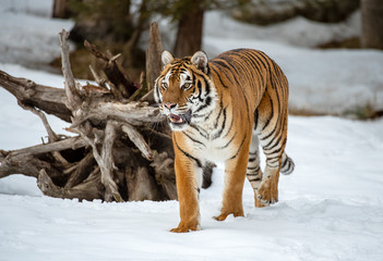 Siberian tiger in Snow