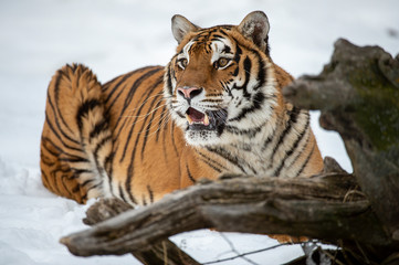 Siberian tiger in Snow