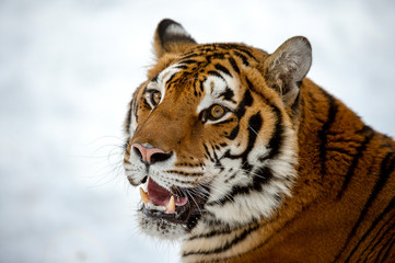 Siberian tiger in Snow