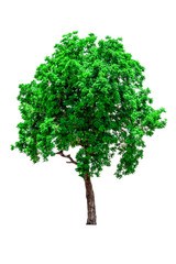 Isolated of tree natural on white background.Beautiful tree from suitable use for natural environment decoration in architectural design, advertising or use with  articles both on print and website.