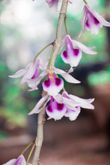 Beauty of orchid flower in garden.