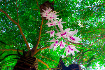 Low angle view of Wild orchids hanging under a large tree covered with branches,The wind blows...