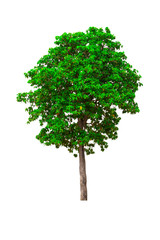 Isolated of tree natural on white background.Beautiful tree from suitable use for natural environment decoration in architectural design, advertising or use with  articles both on print and website.