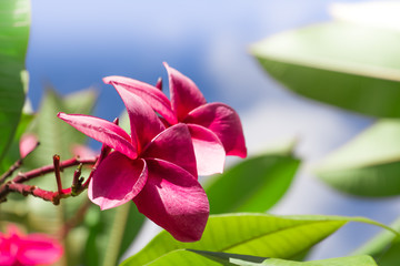 Pink frangipani flower or plumeria flower blooming on tree on sunset light at summer time.