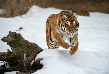 Siberian tiger in Snow