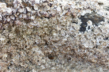 Oyster shell that is attached to the stone