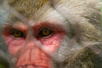 Pink face monkey in captivity looking so sad and lonely 