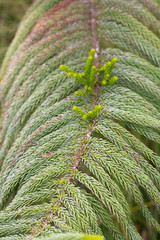 Background of green pine leaves
