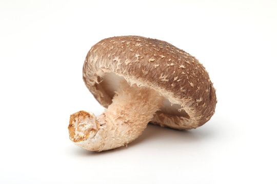 しいたけ,椎茸