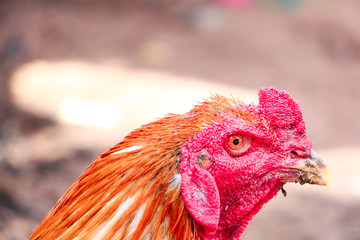 Closeup of a fighting Rooster head in the farm on blured background.