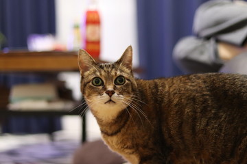 飼い主を見つめる猫