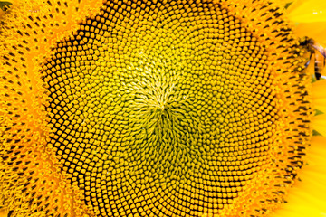 Honeybee collects pollen from sunflower. Nature background with yellow flower and bee macro. Summer nature photography with honey bee collects pollen from bright sunflower.