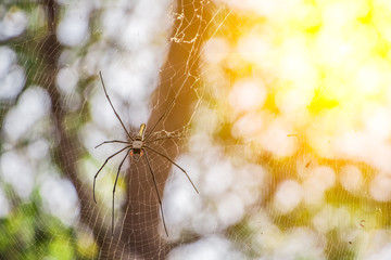 Big spider long legs (Araneomorphae) on white web in deep forest blurred abstract bokeh lights nature environment background.