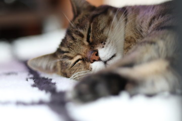 気持ちよく眠る猫