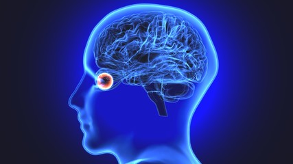 Obraz premium 3d rendered medically accurate illustration of a human brain, eyes and arteries