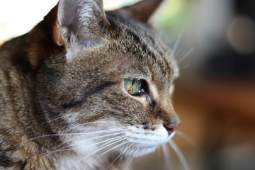 飼い主を見つめる猫