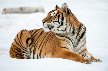 Fototapeta na wymiar Siberian tiger in Snow