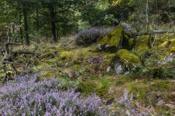 Hiking GR5 through the Vosges
