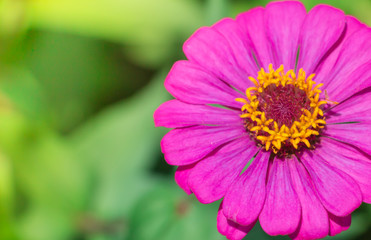 Colorful of zinnia violacea flowers blooming in garden on sunset time,Soft focus and blur background, Beautiful of nature.