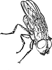 The housefly,  Musca domestica,  fly