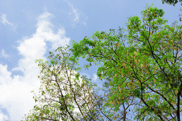 Albizia lebbeck tree